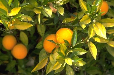 The mafic orange tree